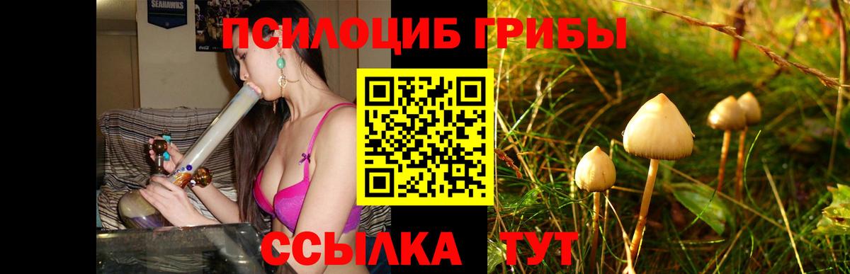 Псилоцибиновые грибы Cubensis Тавда